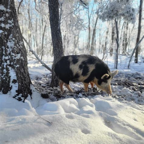 ossabaw island hog meat quality